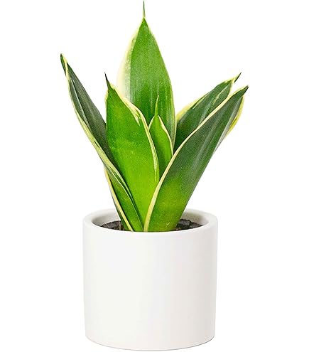 Amazon｜ドロソフィルム ルシタニクム 7.5cmスリット植え 2株｜観葉