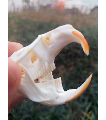 Amazon.co.jp: 本物のクロコダイルの頭蓋骨標本-動物の頭蓋骨モデル