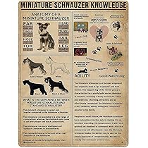 Amazon | シュナウザー犬コーヒーブリキ看板ポスターレトロストリート