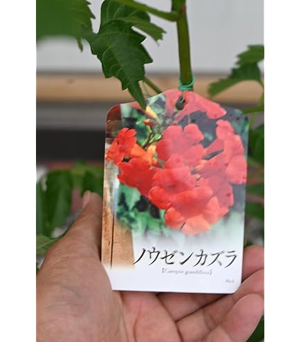 Amazon.co.jp: キャッサバ挿し木 新芽あり : DIY・工具・ガーデン