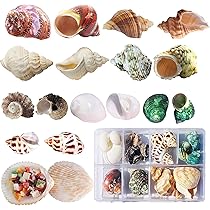 Amazon | ヤドカリの貝殻 17PCS(9 種類) 小・中 成長するターボ貝 15