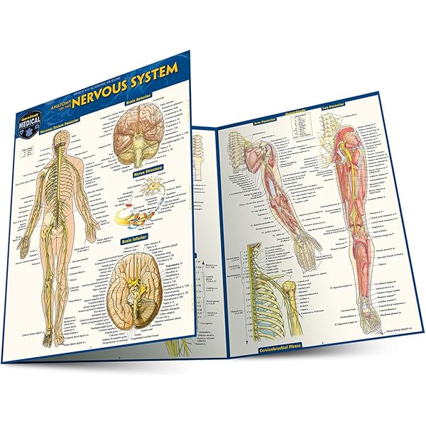 Amazon | Anatomy of the Organs (Quick Study Academic) | Barcharts