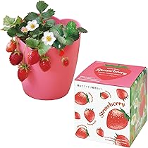 Amazon｜聖新陶芸 秋/冬の 家庭菜園 簡単 栽培キット 摘みたてイチゴ