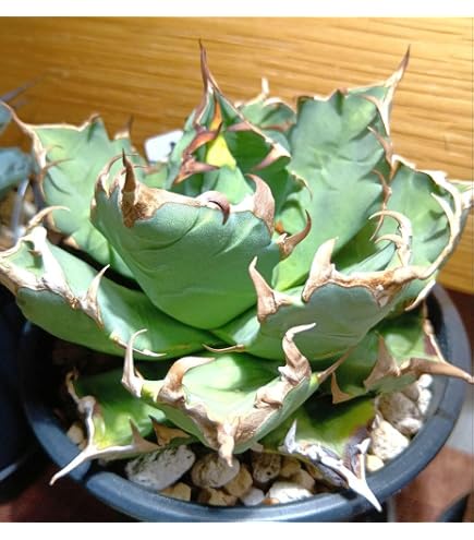 Amazon｜アガベ チタノタ SAD/Agave titanota 'South Africa Diamond