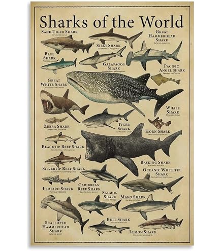 EuroGraphics Dangerous Sharks Poster, 36 x 24 inch : Amazon.com.au