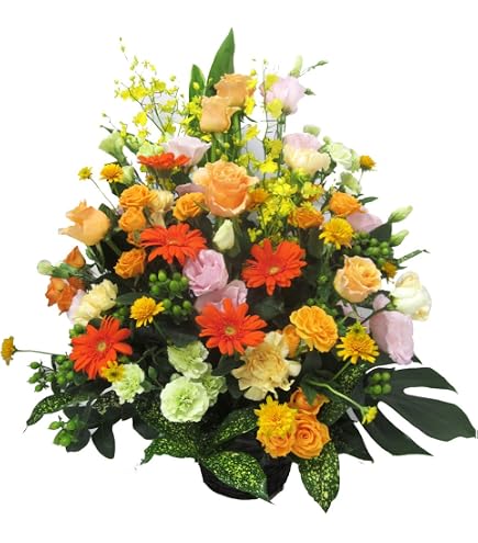 Amazon｜洋ラン 蘭 タケノコ蘭 Clowesia Queen no33 花付き｜フラワー
