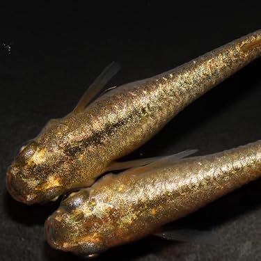 Amazon.co.jp 最新リリース: 生体（観賞魚・水中生物） の新着
