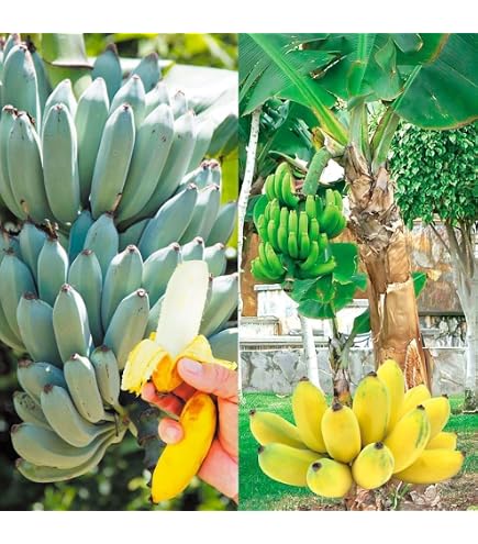 Amazon.co.jp: 耐寒性バナナ バショウ 大株 ジャパニーズバナナ 芭蕉の