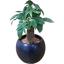 その他観葉植物 Masami fukurinzaki.jpg