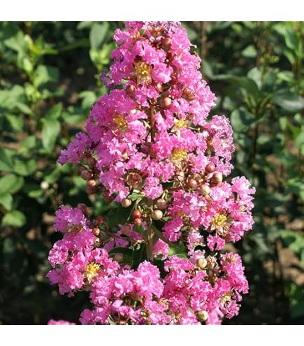 Amazon.co.jp: 種 サルスベリ ブラックパール ライトピンク 樹高1.9m位