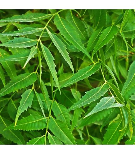 Amazon.co.jp: 【種子】Azadirachta indica◇インドセンダン/ミラクル