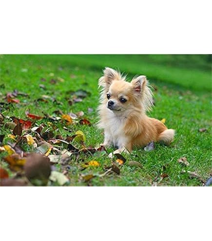 Amazon | チワワのかわいいペットの犬﹣DIY 5Dダイヤモンドペイン