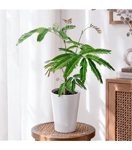 Amazon｜観葉植物 ネムノキ エバーフレッシュ 3.5号鉢 小型 小さい