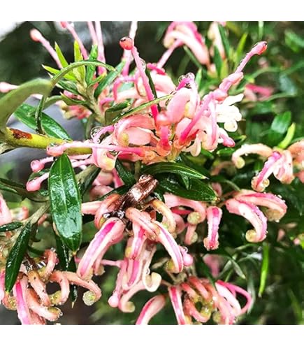 Amazon.co.jp: 花苗 観葉植物：グレビレア サパーブ*オージープランツ