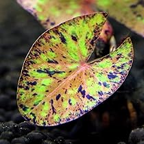 水草　トリミング　水中葉　無農薬　無害虫 水草 トリミング 水中葉 無農薬 無害虫