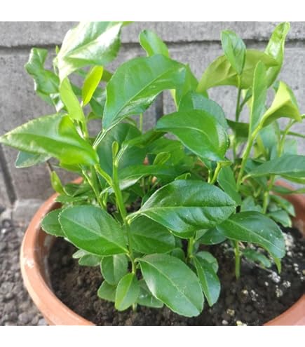 Amazon.co.jp: みかんの葉 若葉（50枚）農薬 柑橘類 葉 餌 アゲハ幼虫