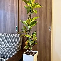 フィカス ジン 曲がり インテリア 観葉植物 極上斑入り 実生株 Amazon｜フィカス ジン 曲がり インテリア 観葉植物 極上斑入り