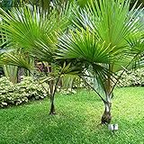 5個の中国のパームツリーの種子緑の珍しい安い多年生の常緑の盆栽急成長している庭と庭のための装飾