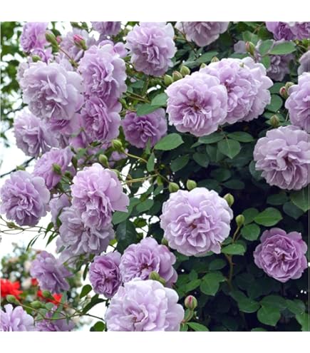 Amazon.co.jp: 予約販売 バラ苗 バラ大苗 ロサ オリエンティス プリマ