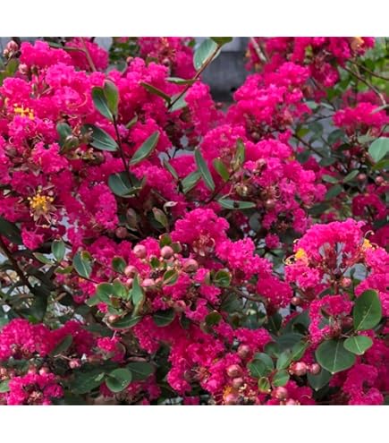 み❤️ 希少　花付き！特大カカオ苗木　チョコレートの木 希少 カカオ苗木 チョコレートの木 【公式通販】