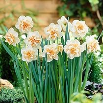 Amazon | 白いスイセン 芳香性 タリア 球根 5球 はなみどり | 球根