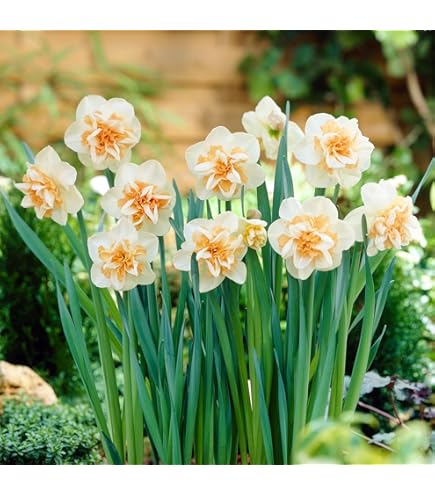 Amazon.co.jp: スイセン 球根 水仙ハッピーミックス 40球（無選別