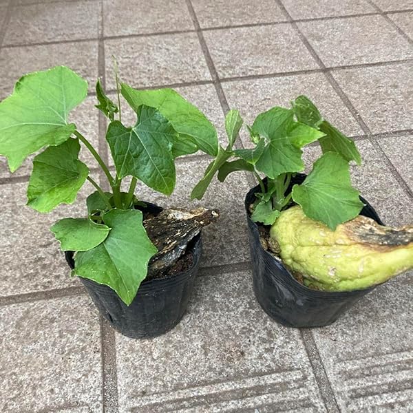 ハヤトウリ　　21Kg Amazon.co.jp: MDSTORE 国産ハヤトウリ4~5個/キロ・Fresh Chayote 1kg