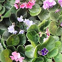 71IGe5C9sFL._AC_UL210_SR210,