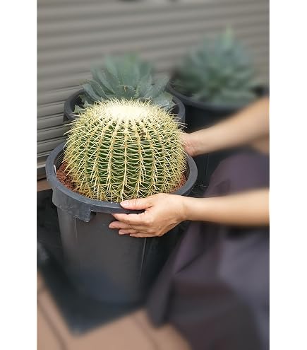 Amazon｜サボテン 赤鳳 セキホウ フェロカクタス 美株 4号 6号 8号 12