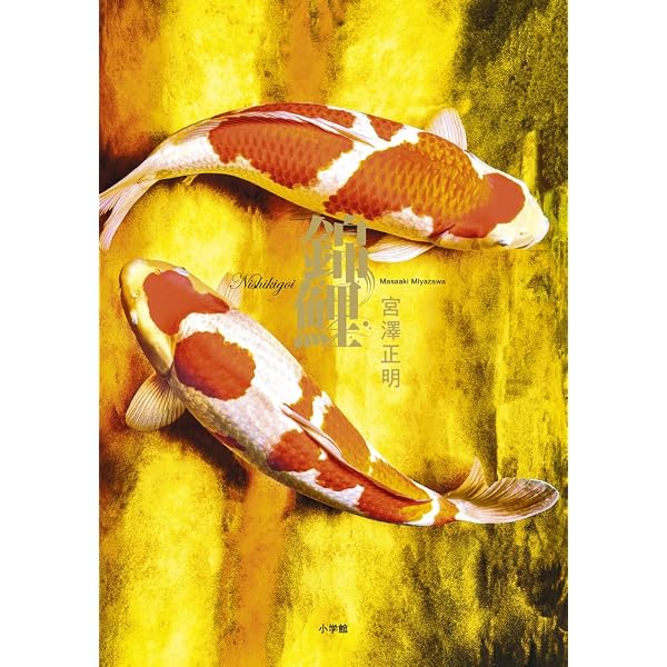 Amazon.co.jp: 錦鯉の美 : 尾沢 達雄: 本