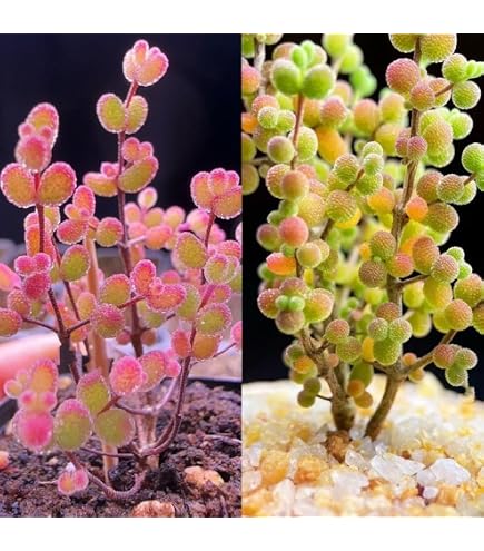 Amazon｜カット苗多肉植物 ドロサンテマム 蜜柑カット苗×3本｜観葉植物