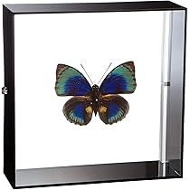 蝶標本　ベアタミイロタテハ　2頭セット 蝶標本 ベアタミイロタテハ 2頭セット 蝶標本ベアタミイロタテハ2