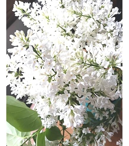 Amazon.co.jp: 希少 カカオ苗木 チョコレートの木 : DIY・工具・ガーデン