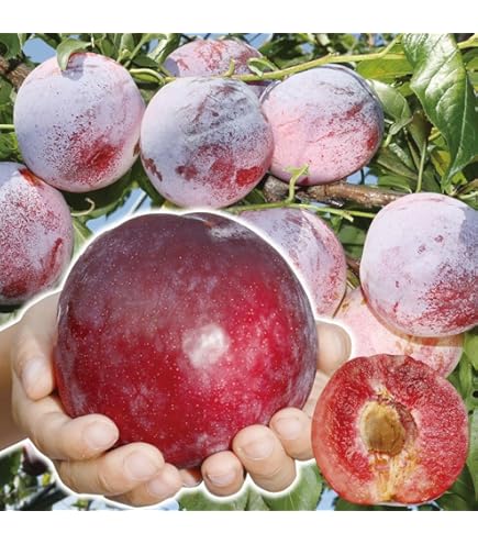 Amazon.co.jp: 果樹苗 スモモ 白はらんきょ 1株/ 国華園 25年秋商品