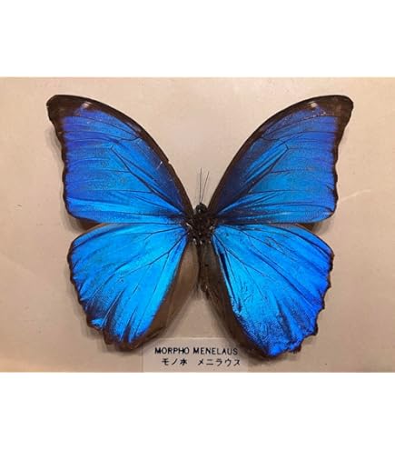 カキカモルフォ♂ 標本 青美麗 126mm白紋出現型・大型標本‼️ カキカモルフォ♂ 標本 青美麗 126mm白紋出現型・大型標本