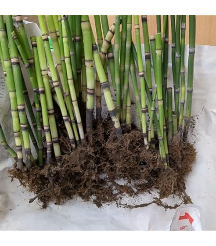 【ジャパンデイスタイルの和モダンに】オオトクサ 大木賊 大砥草 楽天市場】大トクサの通販