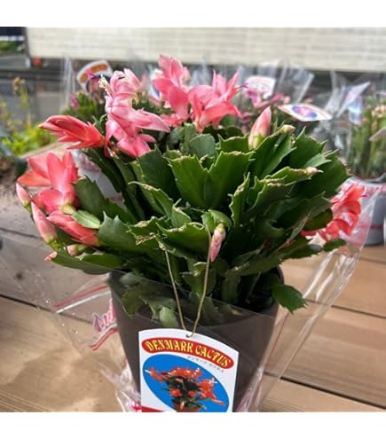 Amazon｜おしゃれ 観葉植物：デンマークカクタス コンペイトウ 鉢植え