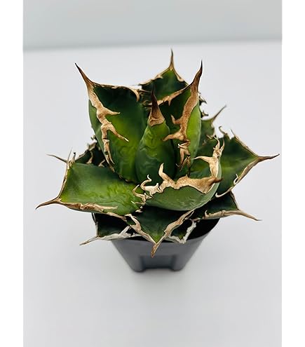 Amazon｜アガベ チタノタ 白犀牛/Agave titanota 'White Rhino/観葉