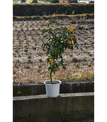 Amazon.co.jp: 果樹苗 柑橘系 一才ゆず (花ユズ） 4.5号(直径13.5cm) 1