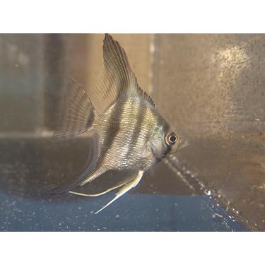 大ナマズ プテロドラス 大型剥製 はく製 レア 貴重 魚 アマゾン メガロドラス Amazon.co.jp 最新リリース: 生体（観賞魚・水中生物） の新着