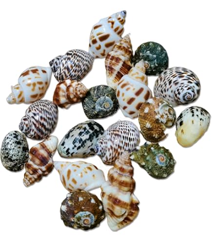 Amazon.co.jp: 12 to 13cm,大きな天然の珍しい貝殻、巨大な海の巻貝 4
