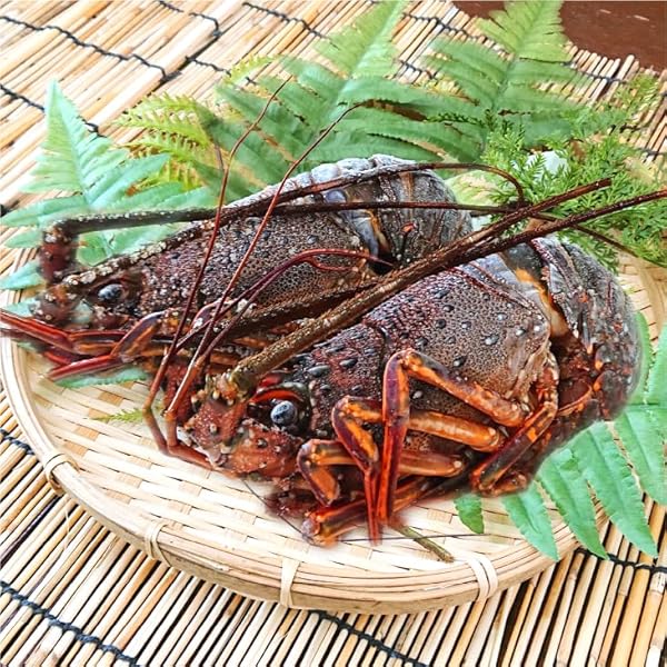 冷凍伊勢海老　加熱用　大1キロ（2-3匹） 加熱用 九十九里産 訳あり冷凍伊勢海老 大1キロ（2-3匹） | 治吉水産