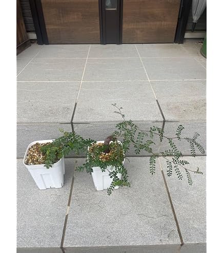 Amazon｜オペルクリカリア パキプス 根挿し株 ポットごと｜観葉植物