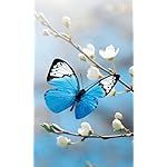 チョウ(蝶) FVGA(480×800)壁紙 Schmetterlinge 2023: Kalender チョウ(蝶) FVGA(480×800)壁紙 Schmetterlinge 2023: Kalender