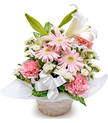 Amazon｜洋ラン 蘭 タケノコ蘭 Clowesia Queen no33 花付き｜フラワー