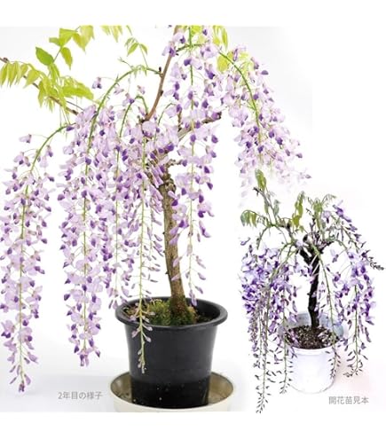 Amazon.co.jp: 苗：一才藤(大)* ふじ フジ : DIY・工具・ガーデン