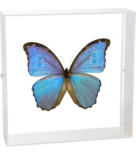 Amazon.co.jp: 蝶の標本 メネラウスモルフォ Morpho meneraus モルフォ