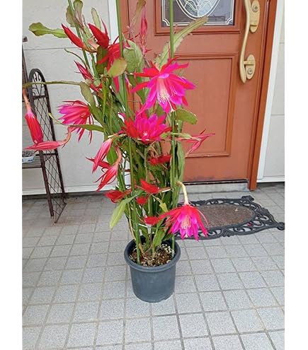 Amazon.co.jp: 花苗 孔雀サボテン 藤娘 2株 / 国華園 25年春商品 : DIY