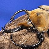 【BIG HORN】エレファスゾウカブト3令幼虫ペア+今ならカブトマット10L1袋付。
