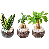 Amazon｜[ miipas ] パキラ 5号鉢 観葉植物 本物 ねじり 編み込み 幸運